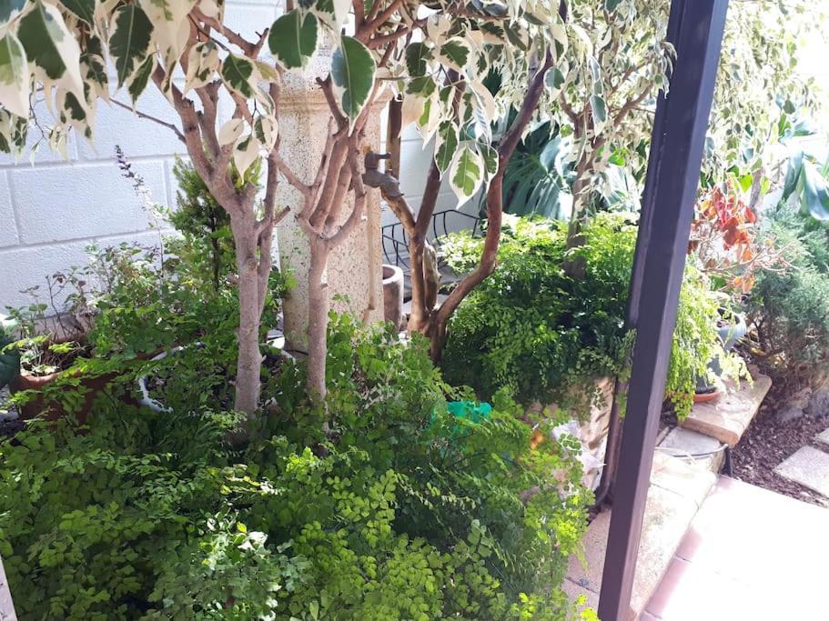 Apartamento Tranquilo En Una Casa Con Jardin Сан-Кристобаль-де-Ла-Лагуна Экстерьер фото